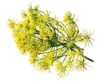 29676572-wild-fennel-flowers-isolated-on-white-background