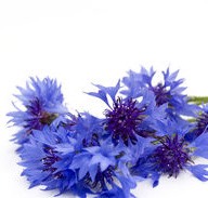 blue spring cornflowers centaurea cyanus against white cg1p5192785c th