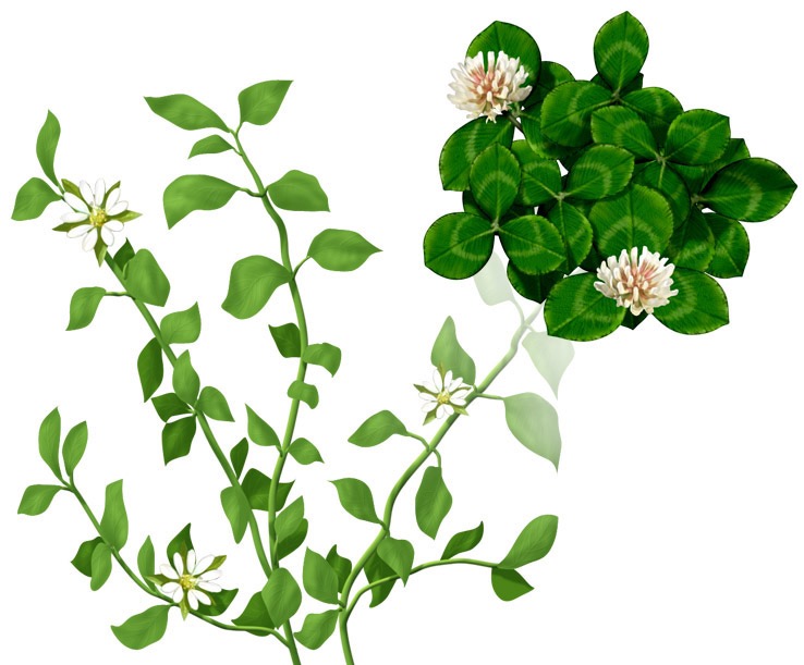 chickweed-and-clover