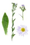 erigeron-annuus-details-leaf-bloom-isolated-white-background-59083531