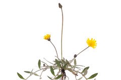 hieracium-pilosella-seedling-young-flower-white-background-31394629